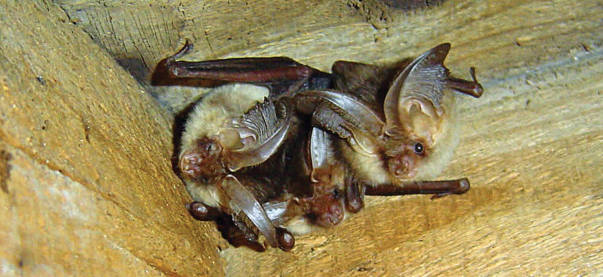 Brown long-eared bats roosting Brown long-eared bats roosting at the apex of a roof void (image: BCT/Hugh Clark)